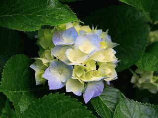 Hydrangeas - Copy